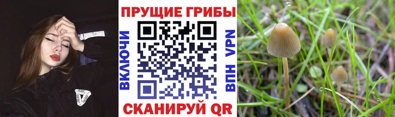 Купить где Шимановск Псилоцибиновые грибы Magic Shrooms